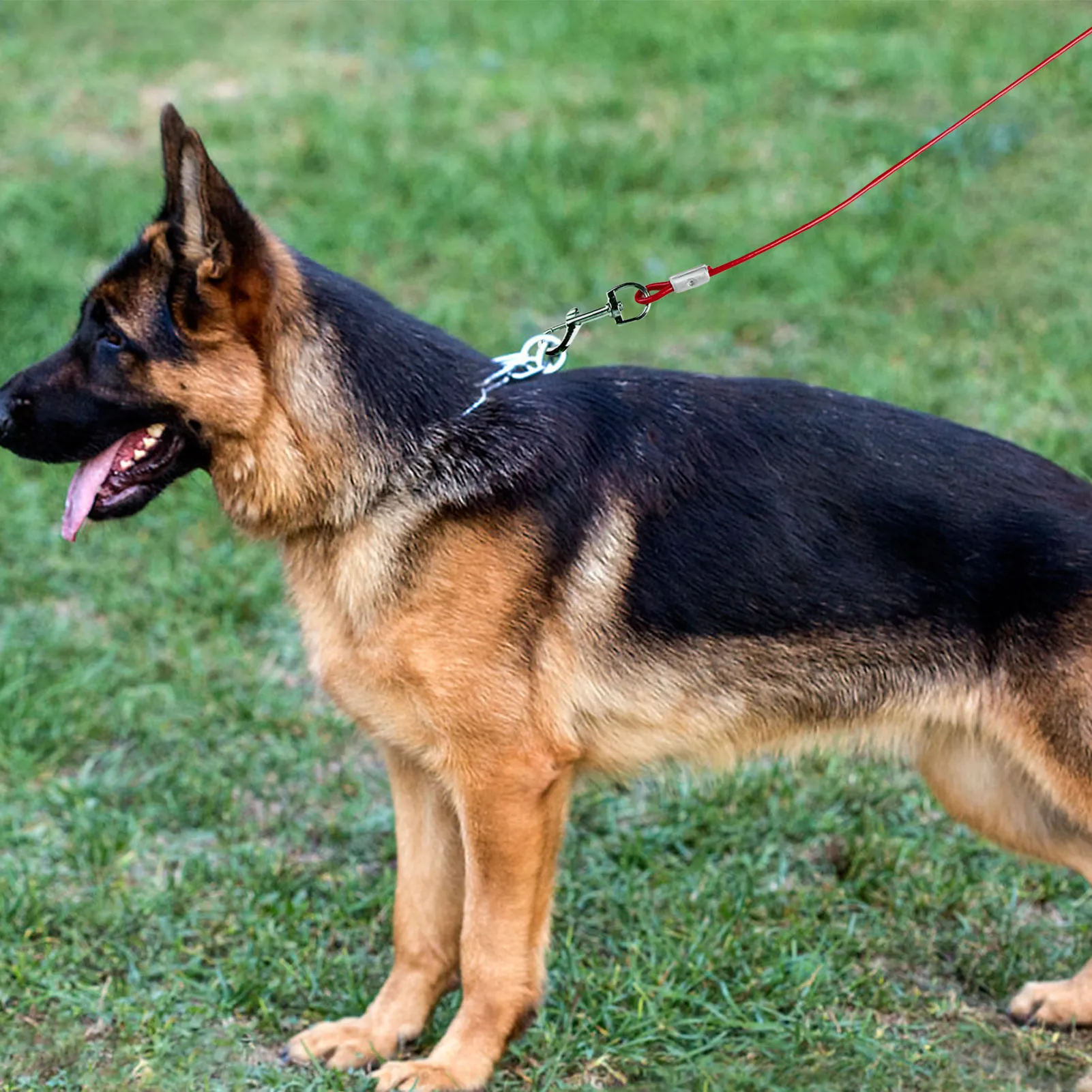 3 metre dog lead hotsell