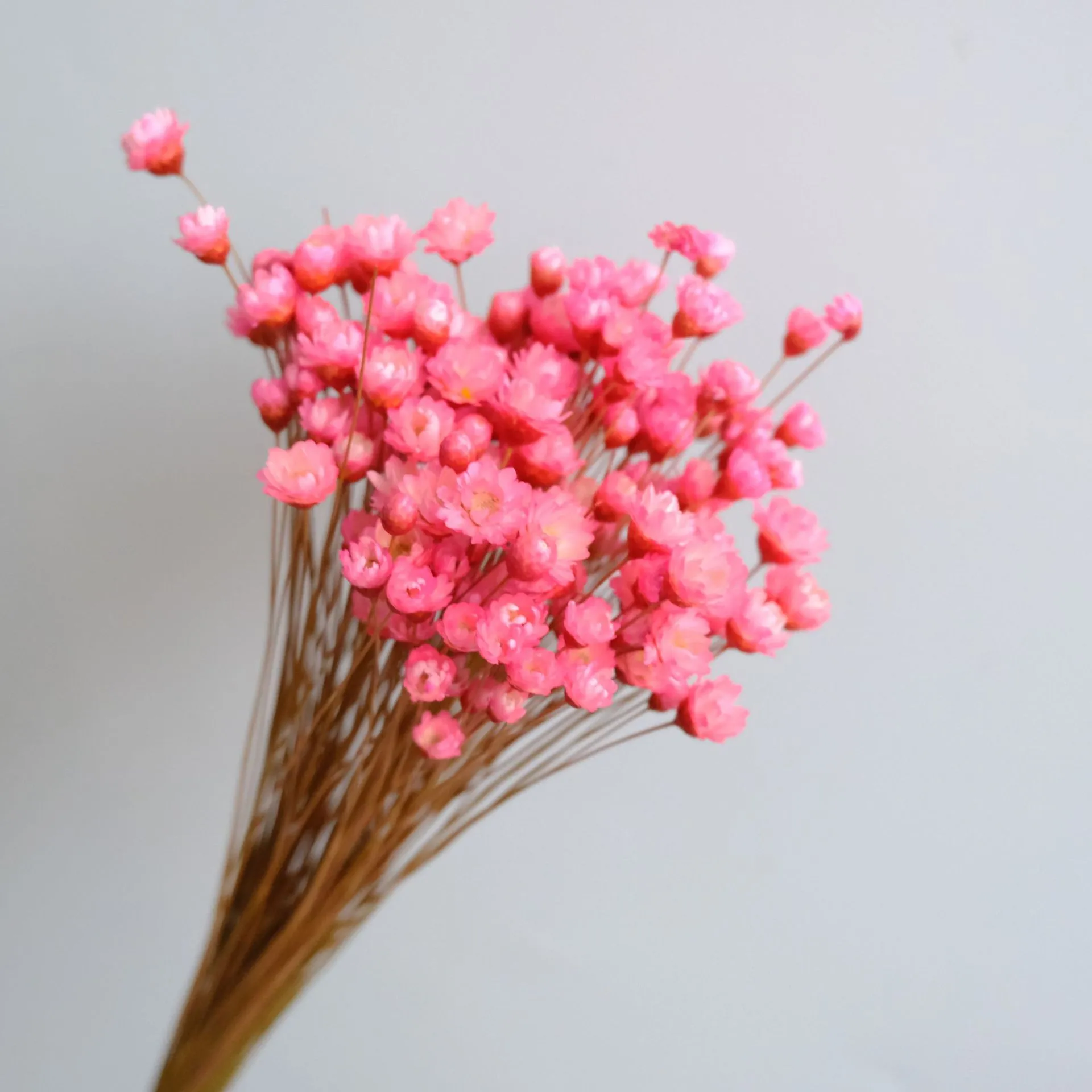 30/Mini Daisy and Star flowers for bouquets - Natural Plants