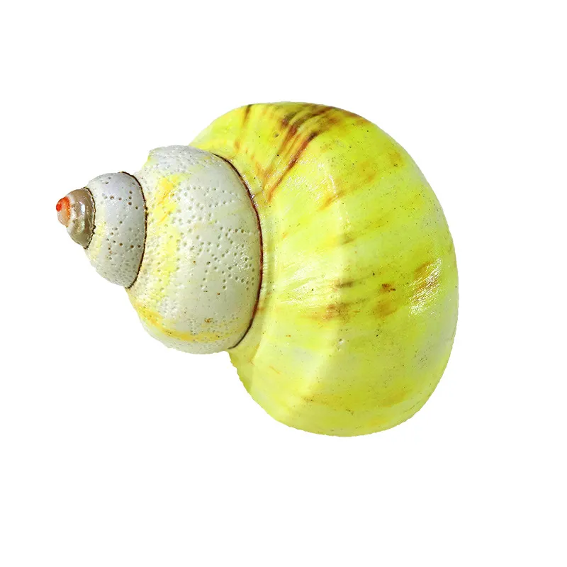 Multi Color Organic Conch Seashells Decorative... From Dh4402004, $16. ...