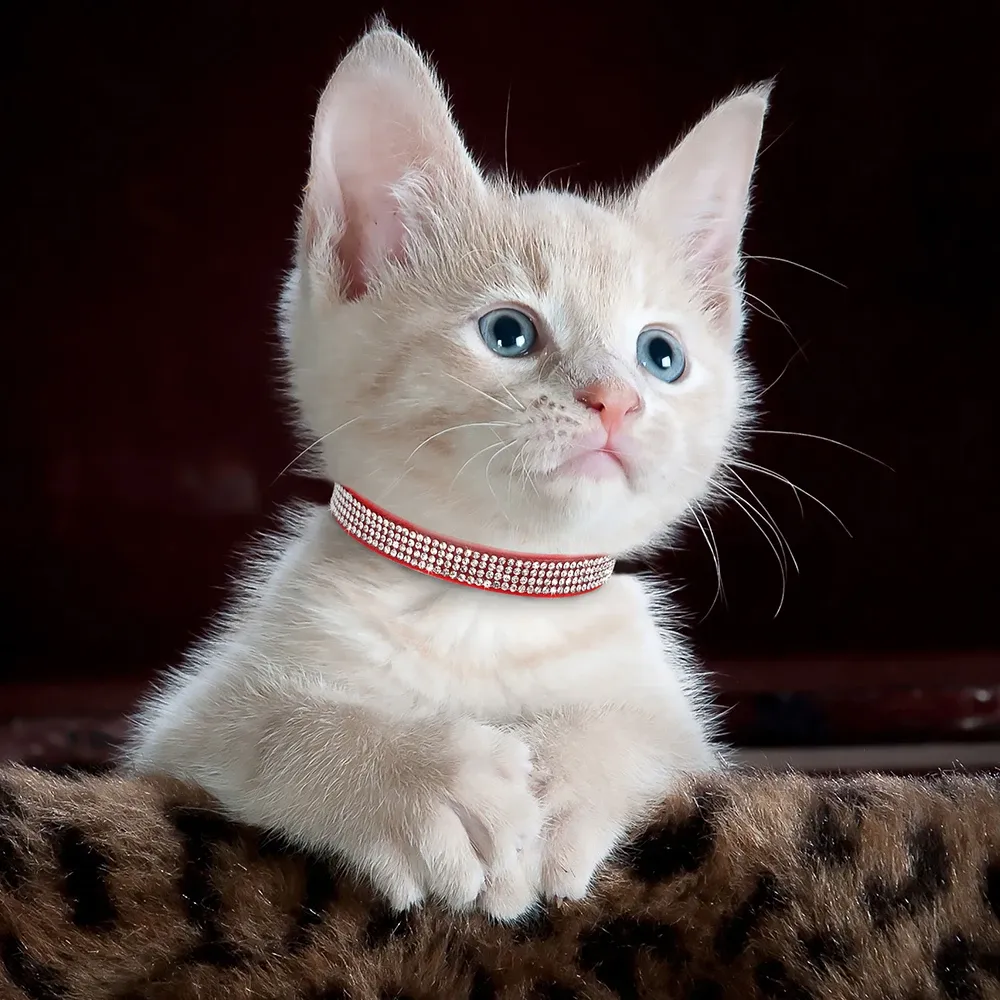 Rhinestone cat collars new arrivals