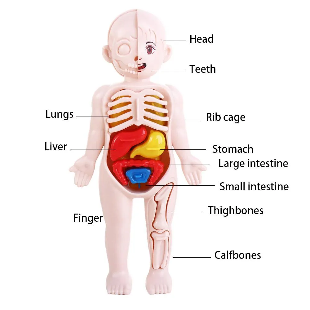 Know Yourself Organauts - Nom The Stomach Anatomy Learning Toy For Kids, Human Body Education