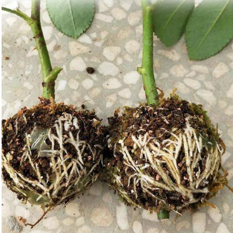 thumbnail image 2 of High Pressure Plant Rooting Box – Reusable Propagation Balls For Fast Grafting 2 of 6