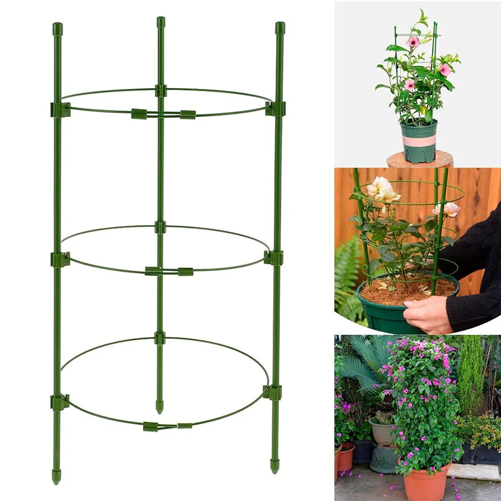 lucky bamboo plant pot Lucky Bamboo main image 1