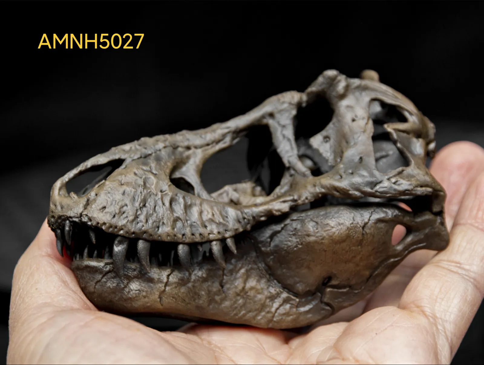 Tyrannosaurus Rex Skull Fossil Replica Realistic Dinosaur Skull Model,  T-Rex Figure, Collector's Edition, Paleontology Decor, Birthday Gift for
