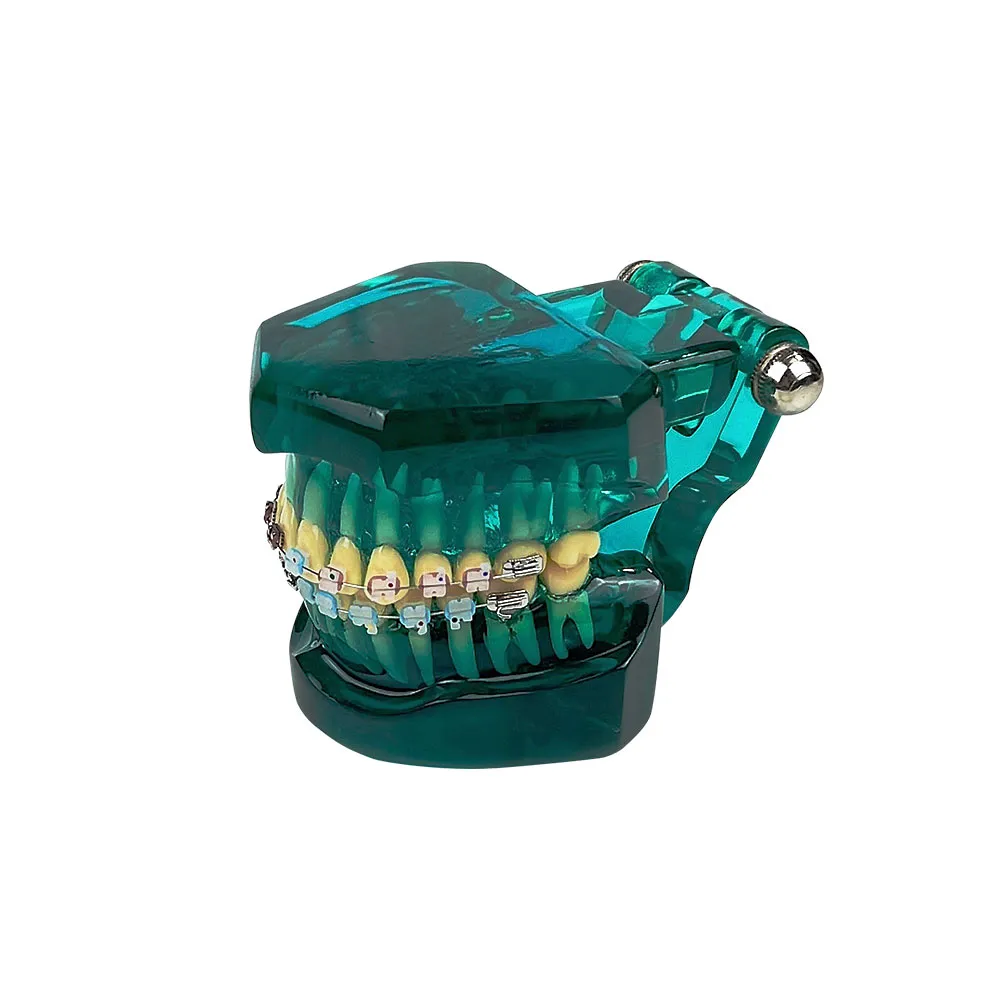 Dental Teaching Model - Single Piece Implant & Bridge Demonstration Tooth With Brackets 10 thumbnail image
