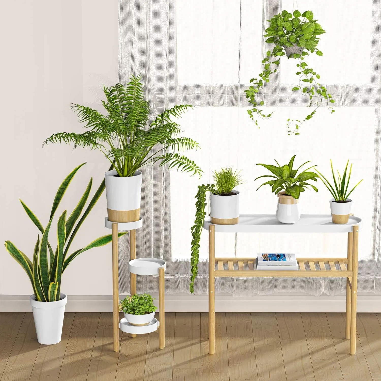 black gold philodendron uk Black Gold Philodendron ( Philodendron Melanochrysum )