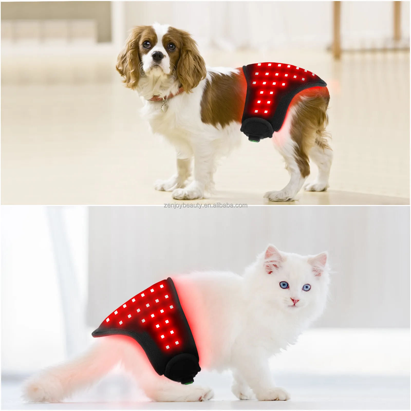 red light therapy dogs
