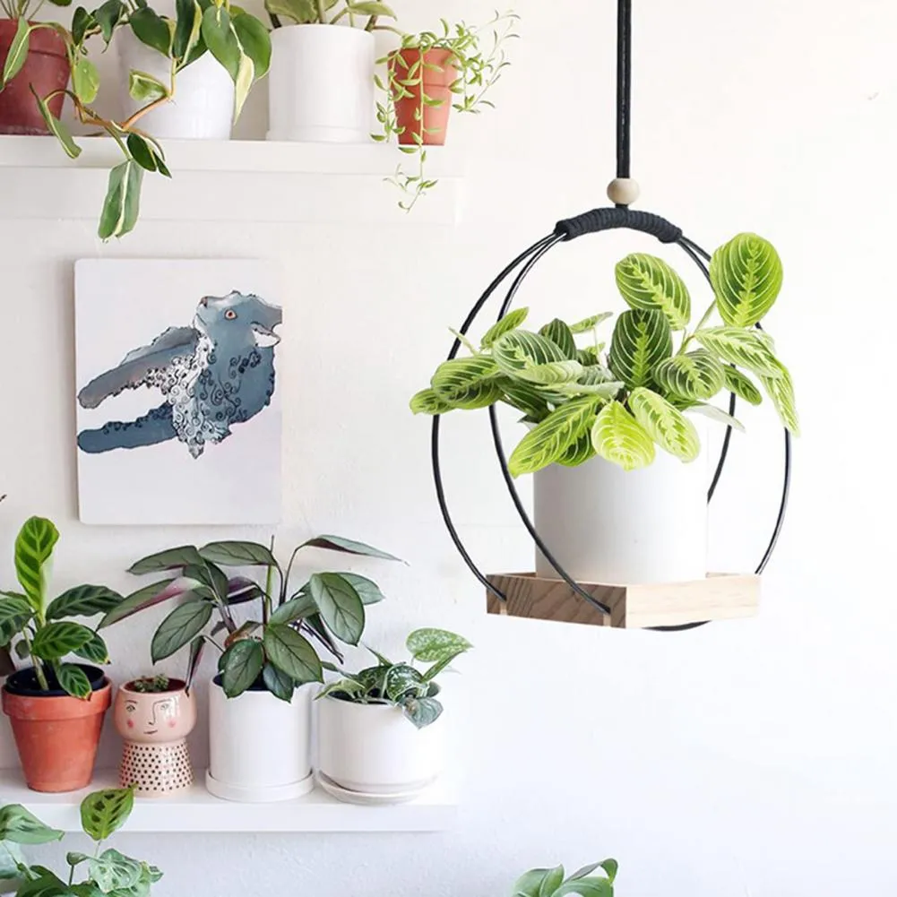 janet craig dracaena compacta Dracaena Janet Craig Compacta Cane main image 0
