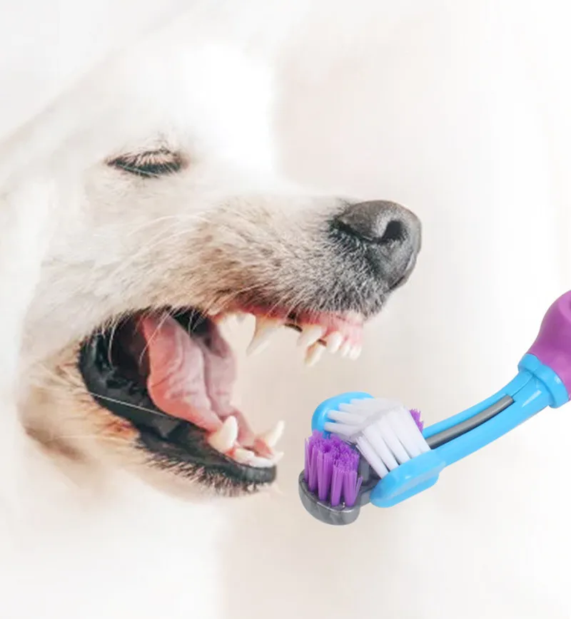 Dog Toothbrush Can I Brush Dogs Teeth With Human Toothpaste For