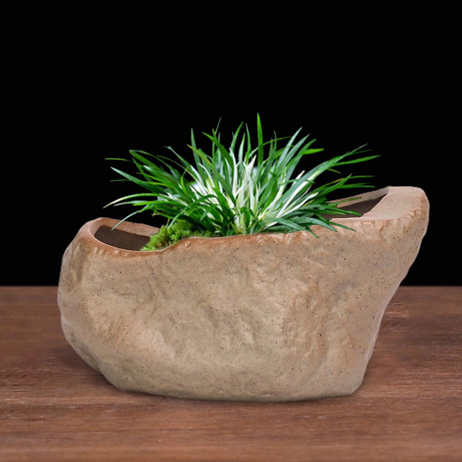 chlorophytum comosum 'bonnie' Chlorophytum comosum 'Bonnie' – The Garden Corner