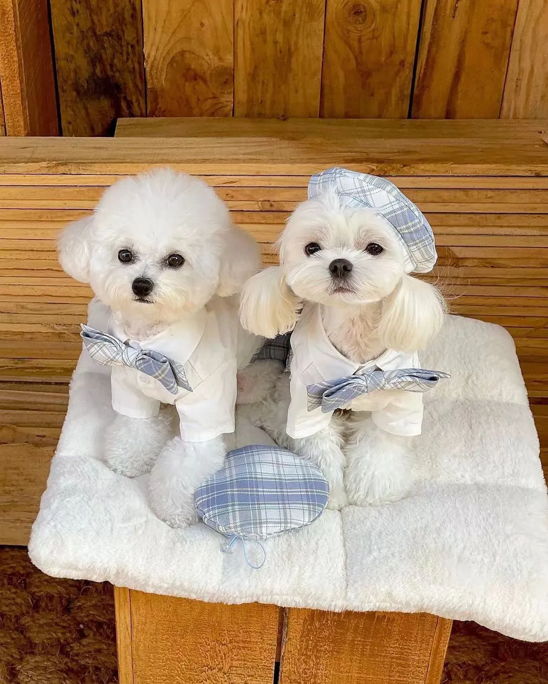 Plaid Dog Bow Tie Collar Set Yorkshire Schnauzer Small Dog Fashion  Accessories