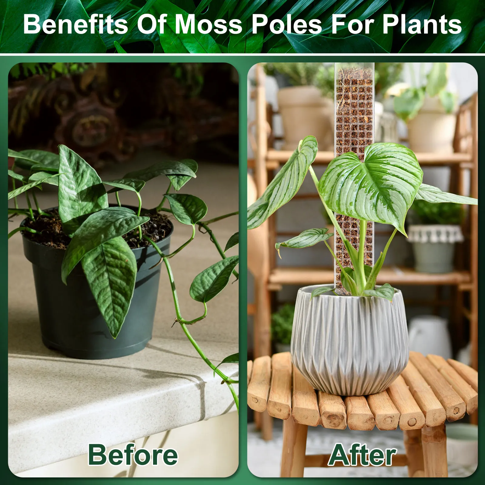 potted pothos plant Pothos Albo main image 0
