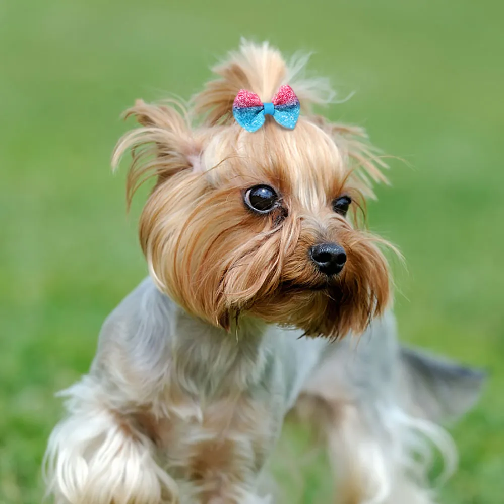 Yorkshire Terrier Hair Bows For Small Dogs Hair Clips Yorkie Hair