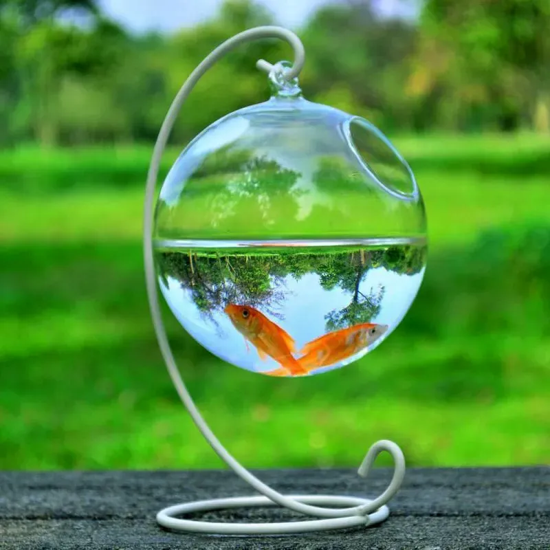 Mini Fish Tank Glass Fish Bowl Aquarium for Goldfish and Small Aquatic Pets  from Dhgate Pet Protective Shoes - price 47.19