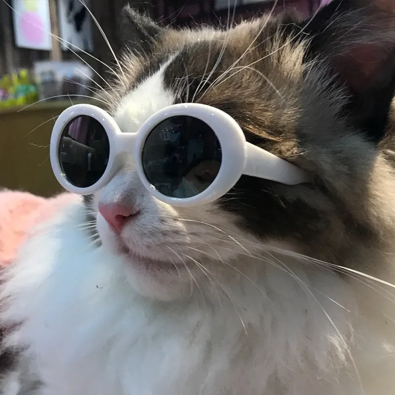 Bulk Pet Cat Dog Glasses Windproof Square Cat Eye Sunglasses Beach Beach Beach Photo Square Cat Eye Sunglasses From Yting 0.83 DHgate.Com