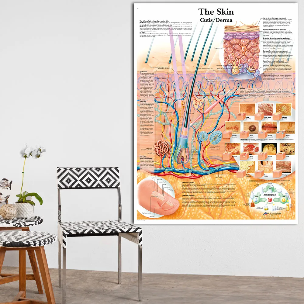 WANGART Anatomy Dissection Skin Anatomical Charts Posters Laminated ...