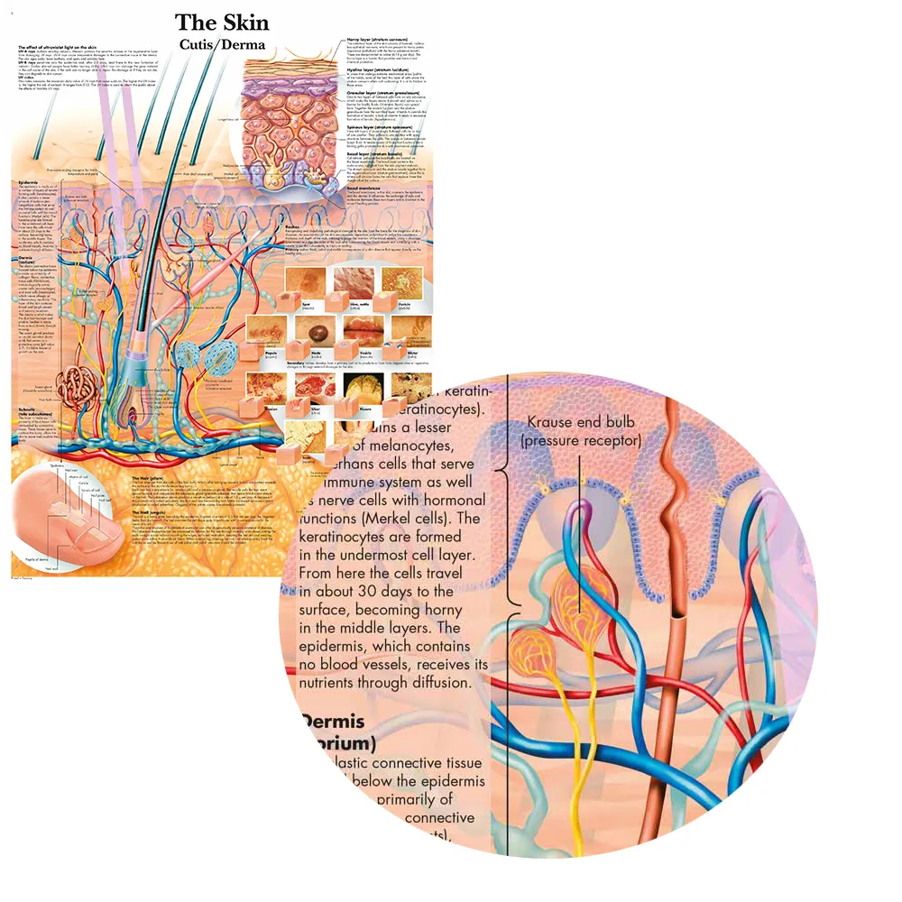 WANGART Anatomy Dissection Skin Anatomical Charts Posters Laminated ...